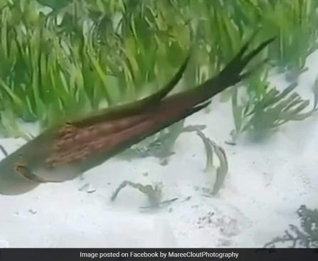 જુઓ: ઓક્ટોપસ ડાઇવરના ગોપ્રો કેમેરાની ચોરી કરે છે, તેને પાછું આપવાનો ઇનકાર કરે છે