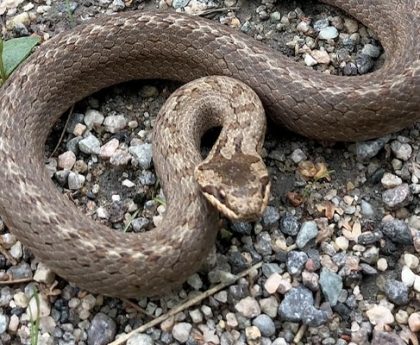 Australian Man Dies After Being Bitten By Venomous Snake, He Was Trying To Save His Friend
