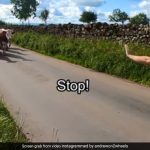 Cyclist Sees Herd Of Cows Coming Towards Him, Here