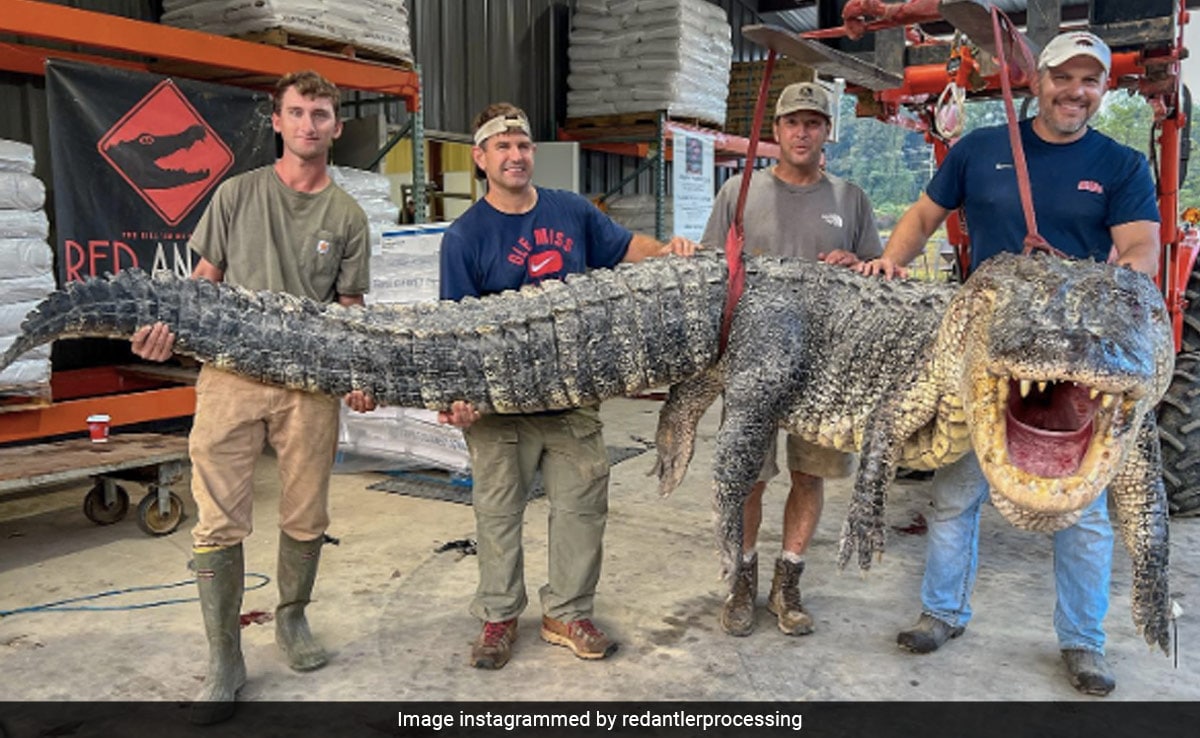 Mississippi Hunter Kills The Longest Alligator Weighing 364 Kg After Wrestling With It For 7 Hours