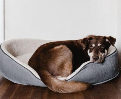 Pet Care: 8 Reasons Why Your Dog Might Be Avoiding You