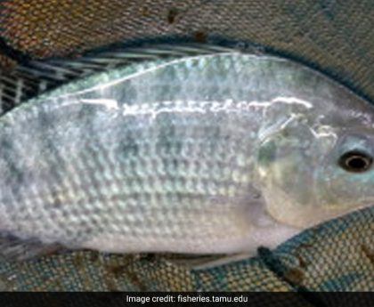 Tilapia Warning: US Woman Loses All Four Limbs After Eating Contaminated Fish