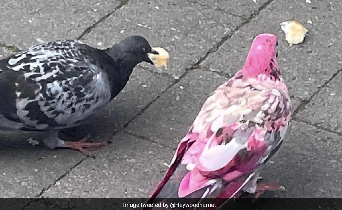 UK Locals Baffled After Pink Pigeon Spotted Roaming Around Manchester