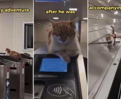 Viral Video: Adorable Cats Make Turkey