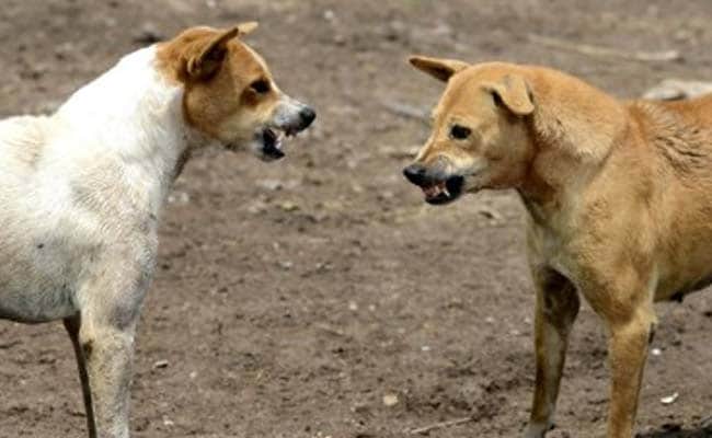 Ghaziabad Teen Hides Dog Bite From Parents, Dies Of Rabies A Month Later