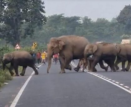 Watch: Elephant Herd Crosses West Bengal Highway, Forest Officials Track Movement