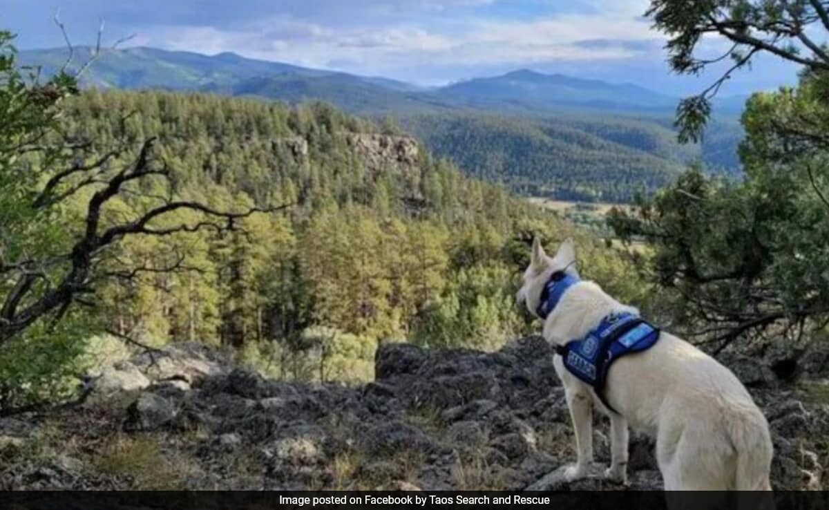 Missing US Hiker's Body Found With Surviving Dog 2 Months After Disappearance