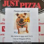This US Restaurant Uses Pizza Boxes To Promote Adoption Of Shelter Dogs